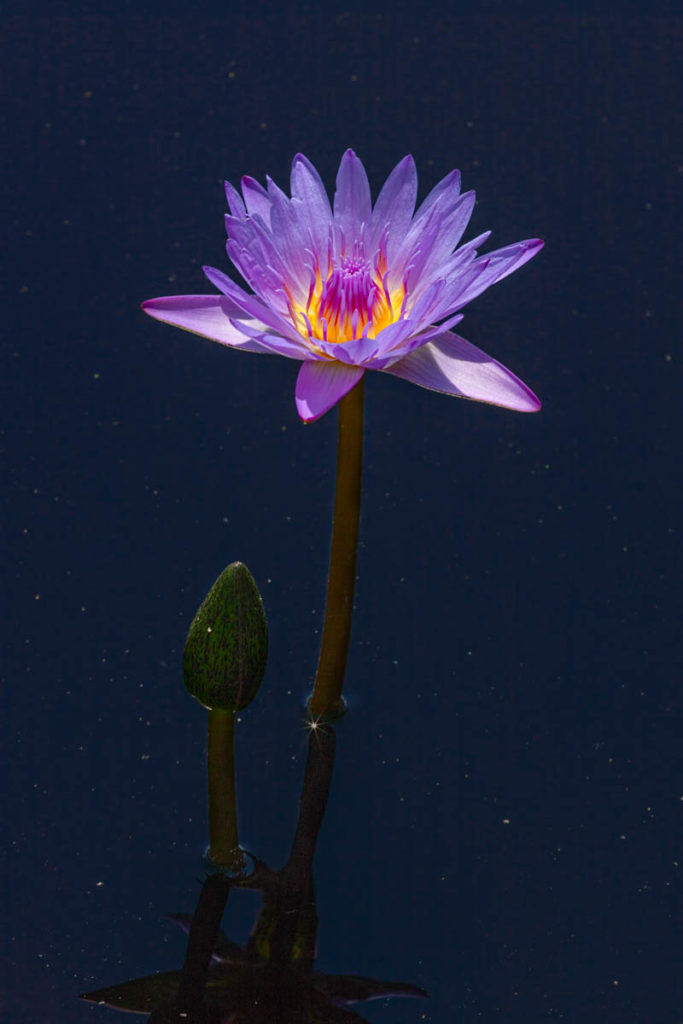 Violet Water Lilly