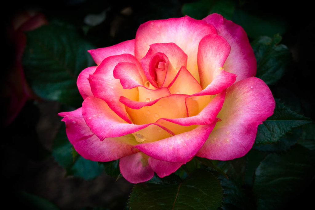 Fire Rose