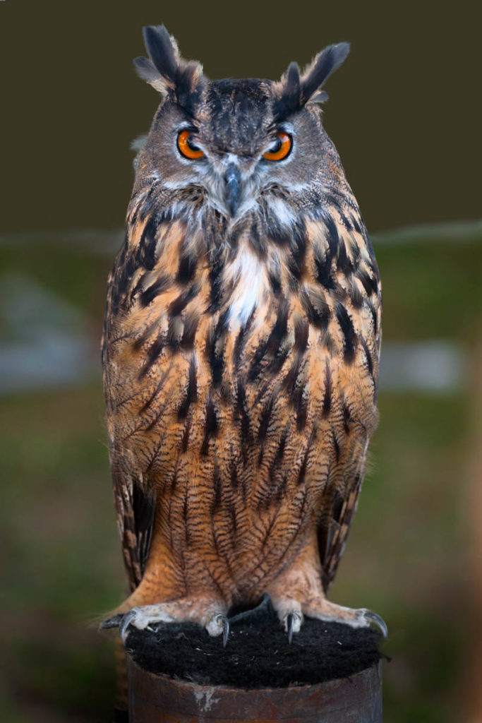 herman