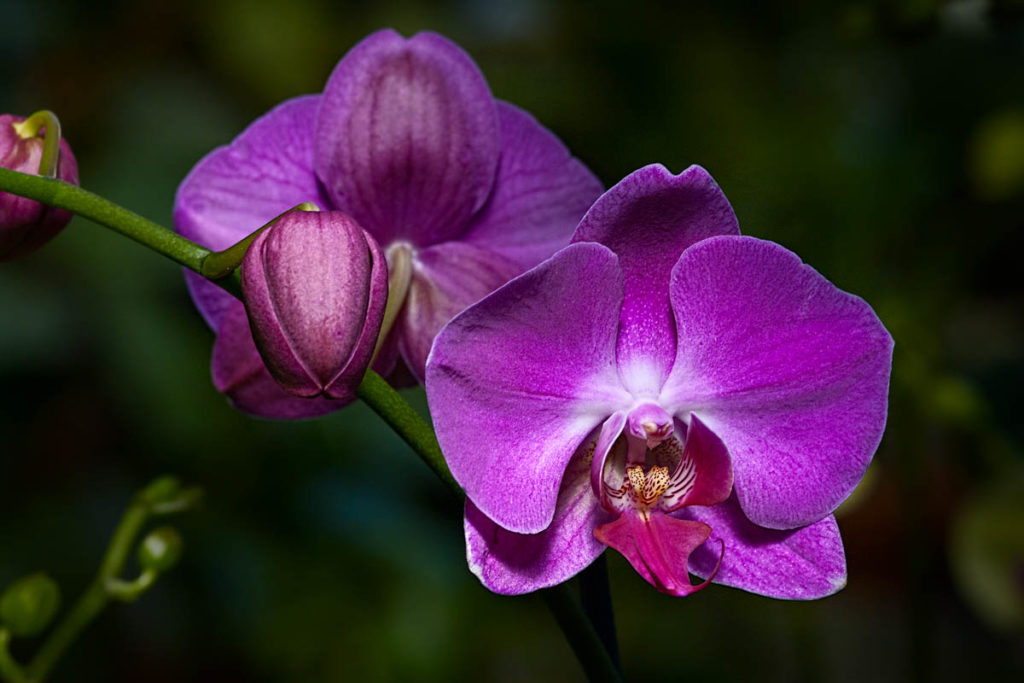 Purple Orchid
