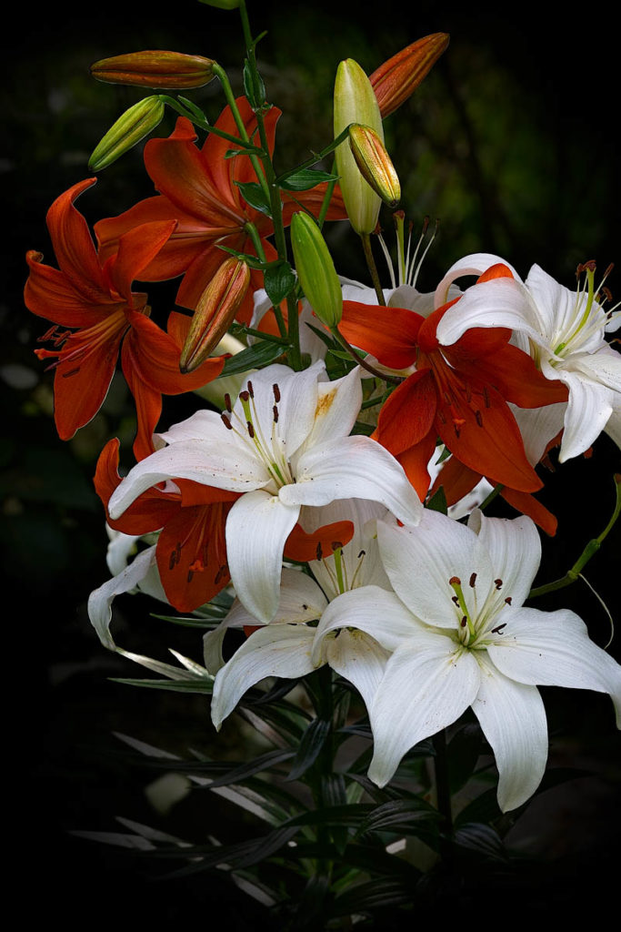 Red and White Ver 2