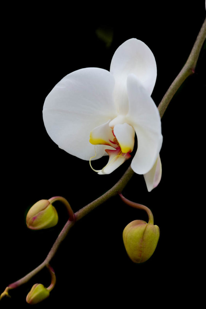 White Orchid